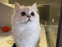 -猫大福·Fortune Cat猫舍(百子湾店)