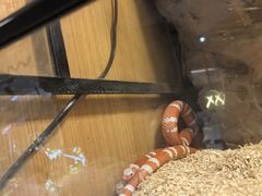 -帕帕拉兹宠物(亚洲旗舰店)