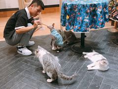 -猫色咖啡·猫咖