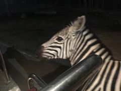 -清迈夜间动物园