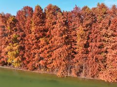 -上海海湾国家森林公园