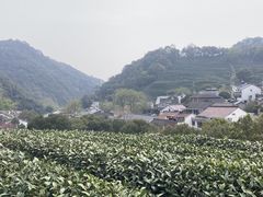 -龙井村