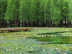 -白鹭湾湿地公园