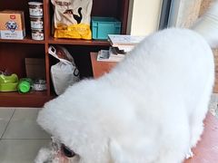 -艾贝尔宠物医院 ·内科全科(梁溪路店)