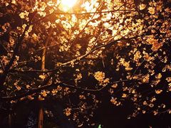 -武汉大学-樱园