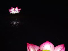 -荷塘月色湿地公园·向阳花洲
