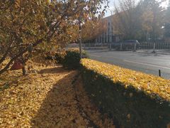 -三里屯东五街银杏大道