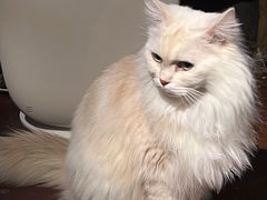 -猫猫幼稚园·撸猫·桌游·电玩