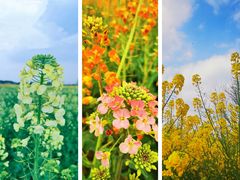 -中国天府农业博览园