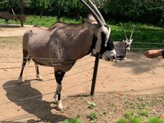 -大连森林动物园