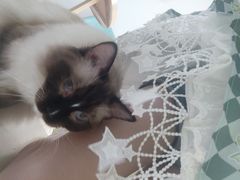 -猫在这儿猫咪咖啡馆·撸猫馆