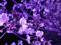 -西北湖绿化广场