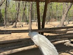 -秦皇岛野生动物园