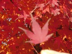 -昆山城市生态森林公园