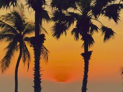 -Green Tree Rest. & Pub