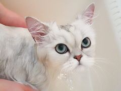 -momokira米努特·德文卷毛猫·棉花面纱犬