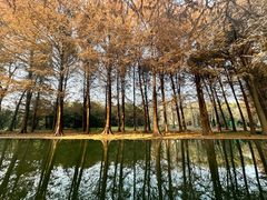 -上海共青森林公园