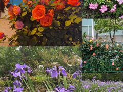 -合肥滨湖国家森林公园