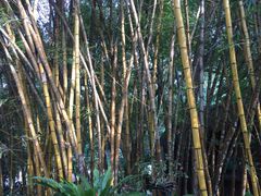 -西双版纳融创皇冠假日度假酒店