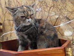 -more than meow吴止猫主题餐厅(承德 中船汇店)