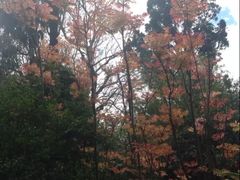 -墨尔本皇家植物园