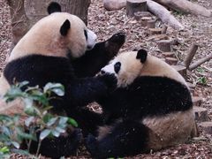 -成都大熊猫繁育研究基地