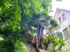 -璐坊粽王(复兴中路店)