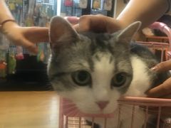 -70cat德文卷毛猫·缅因猫纯种猫舍
