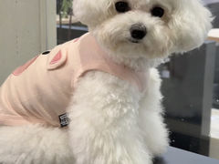 -萌宠之家·腊肠犬·马尔泰·小体犬舍