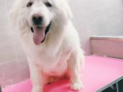 -宠福鑫康馨动物医院·骨科·眼科