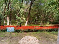 -长白岛森林公园