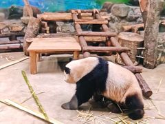 -杭州动物园
