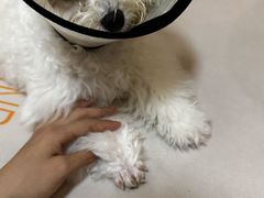 -瑞派福兴宠物医院犬猫全科·骨科·中西医结合(河东店)