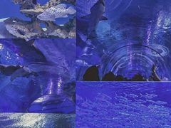-海合安武汉极地海洋公园