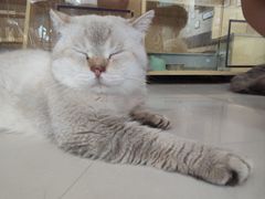 -平行世界·猫咖(首经贸店)