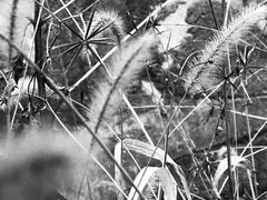 -青峰峡国家森林公园