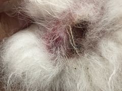 -安安宠医·安宠宠物医院