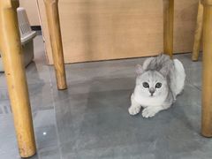-贝利宠物医院·骨科·眼科·肿瘤转诊中心(南坪诊疗中心)