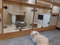 -山宅一喵德文卷毛猫舍