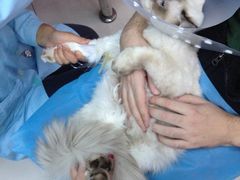 iphone_upload_pic-纳吉亚猫专科动物诊疗中心(蒋宅口分院)