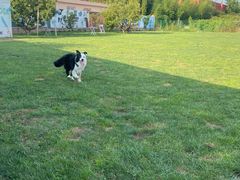 -趣玩宠物乐园寄养训犬训狗游泳池