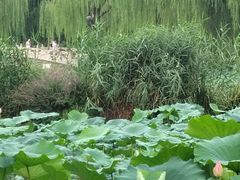 -济南大明湖景区