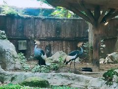 -清迈夜间动物园