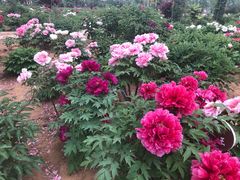 -泰山牡丹园