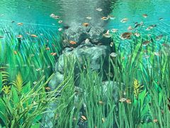 -上海海洋水族馆