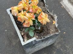 -南锣鼓巷