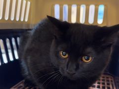-贝康宠物医院·犬猫全科·小动物特色诊疗中心(东环路店)