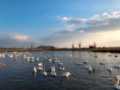 -烟墩角天鹅湖