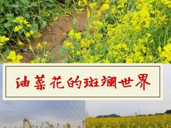 -长洲岛