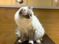 -滚猫咖啡·猫咖·猫友好撸猫(未来城店)